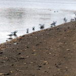 Edgbaston Reservoir