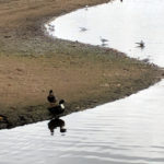 Edgbaston Reservoir